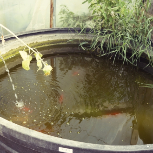 The fish poop is used to fertilize the little plants, or something. Ask me next week.